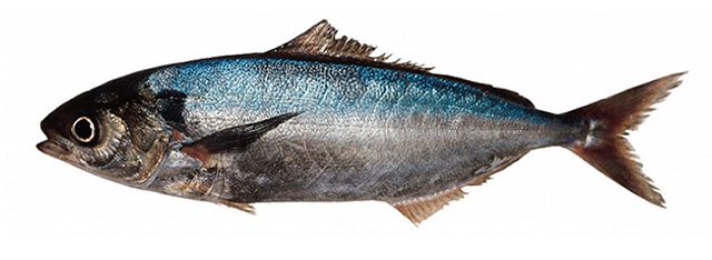 Саворин (варехоу) - что за рыба, где водится, описание, польза и вред