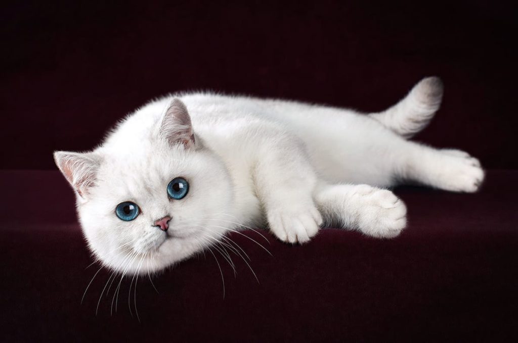 serebristaja-shinshilla