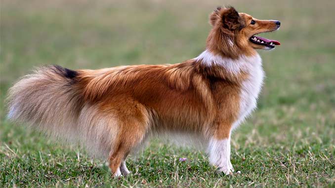 Самые умные породы собак: рейтинг по интеллекту