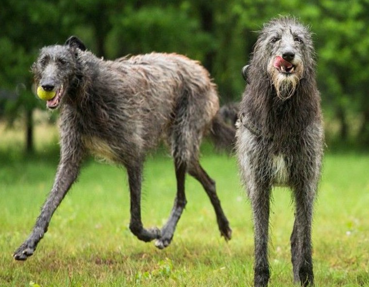 Самые умные породы собак: рейтинг по интеллекту