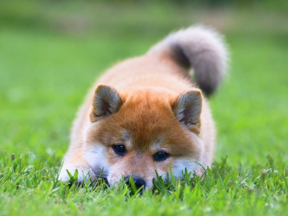 Самые умные породы собак: рейтинг по интеллекту