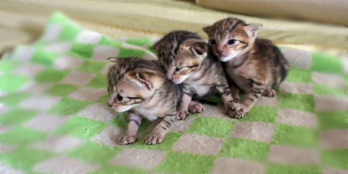 Сококе: описание породы, характер кошки, советы по содержанию и уходу