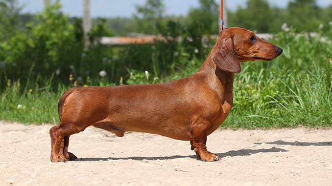 Самые умные породы собак: рейтинг по интеллекту