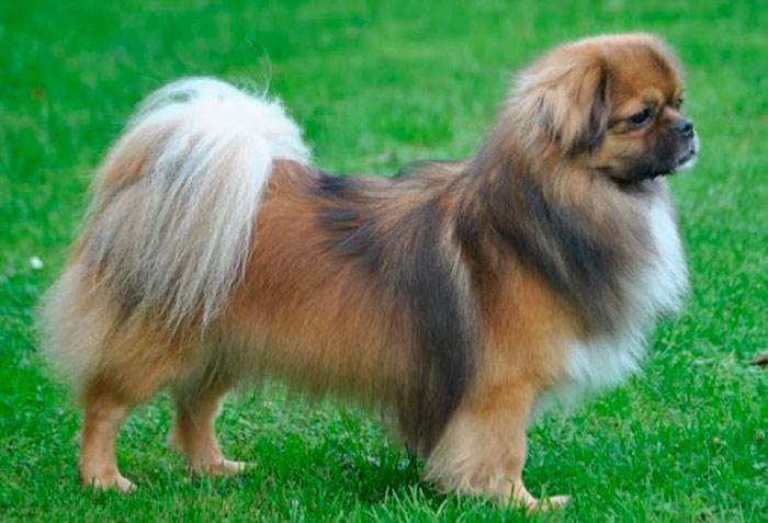 Самые умные породы собак: рейтинг по интеллекту