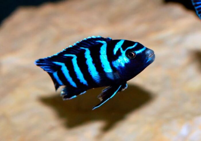 Требования к грунту в аквариуме