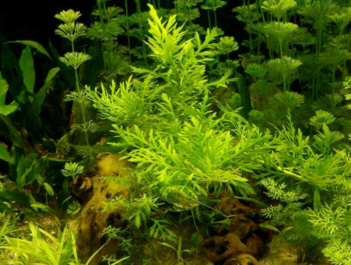 Водяной папоротник