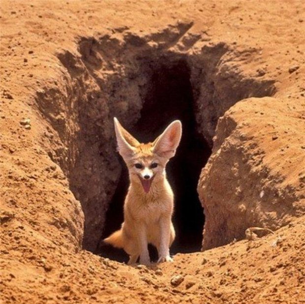 Фенек образ жизни