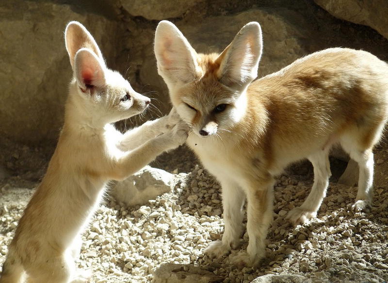 Фенек маленький