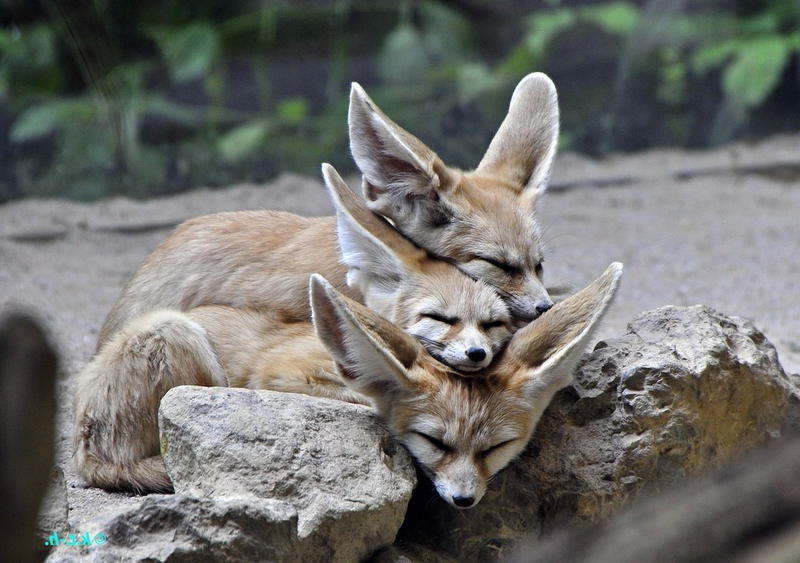 Фенек что ест