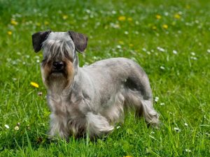 Чешский терьер на прогулке Фото