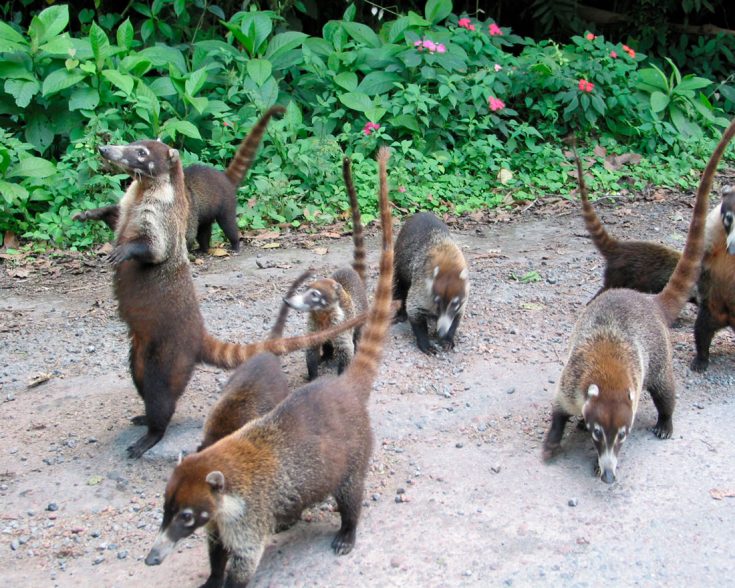 Носуха: описание животного, особенности, виды, образ жизни