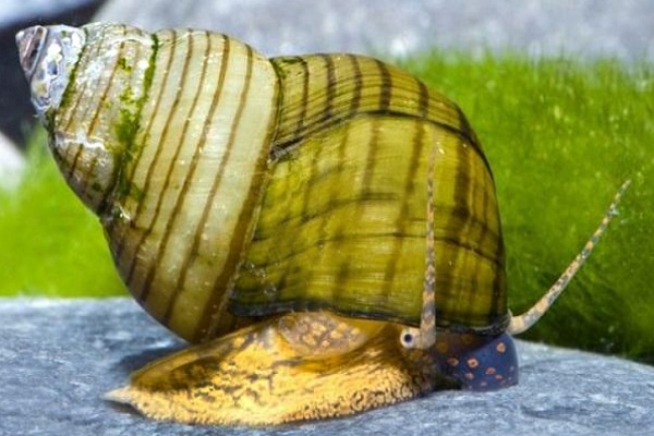 Зелёная торпеда