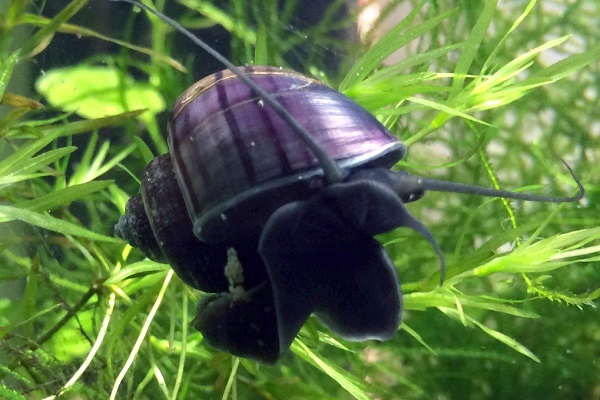 Чёрная мистерия