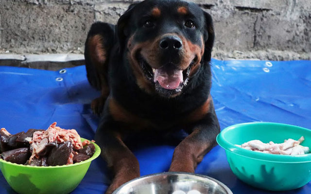 Ротвейлер: описание и характеристика породы