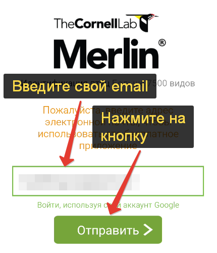 Определить птицу по фото онлайн