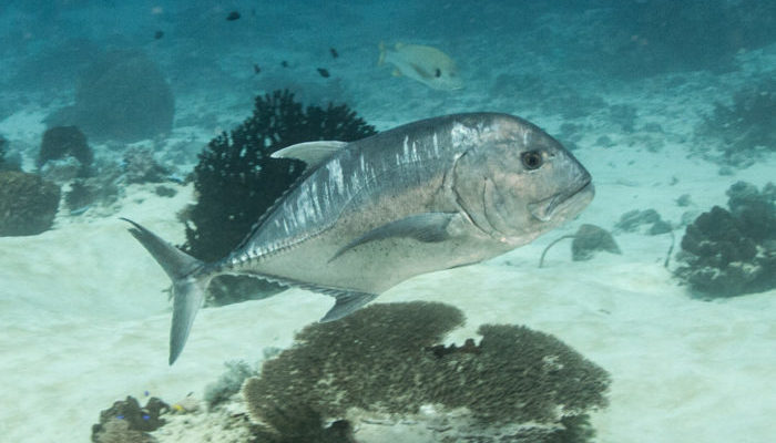 бриллиантовый каранкс