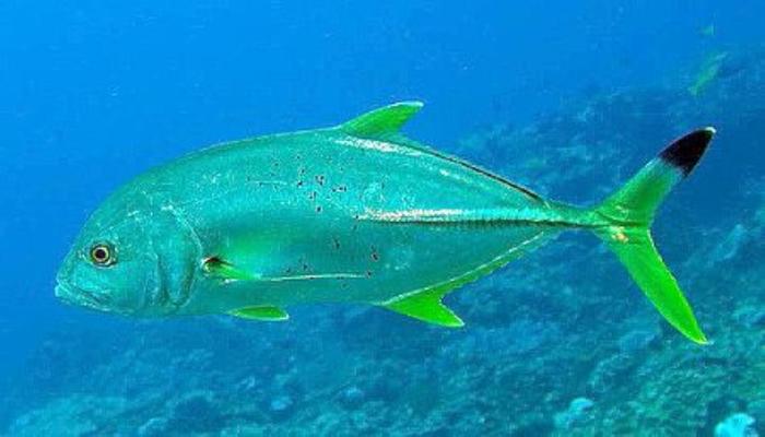 Желтоперый каранкс