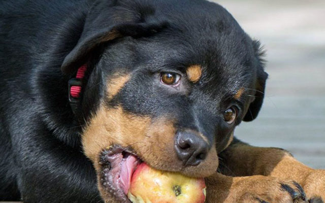 Ротвейлер: описание и характеристика породы