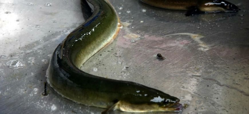 угорь ползает