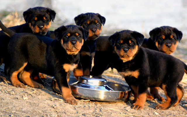 Ротвейлер: описание и характеристика породы