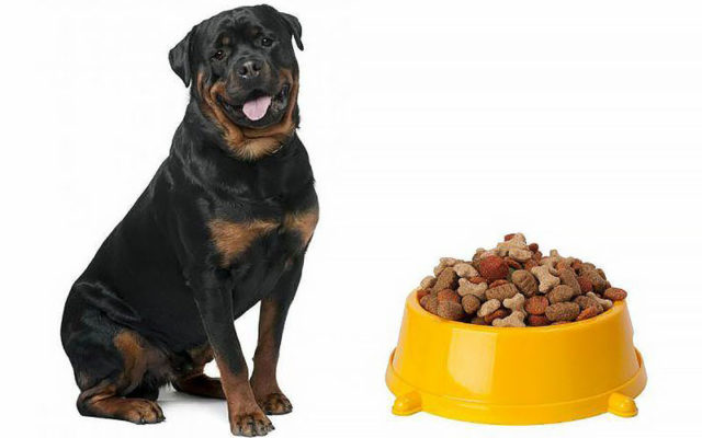 Ротвейлер: описание и характеристика породы