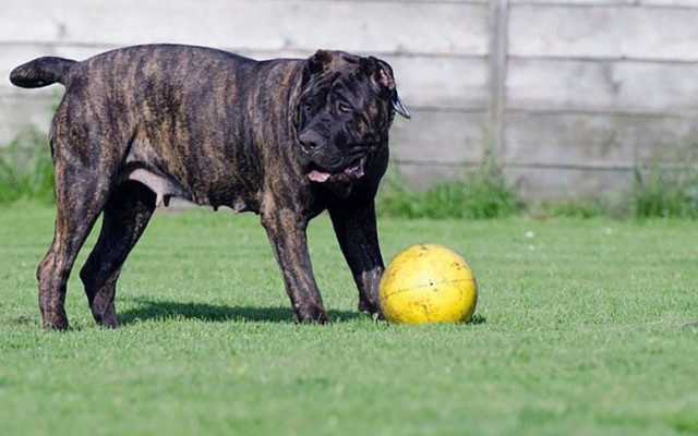Канарский дог (перро де преса канарио) — описание породы собак, особенности