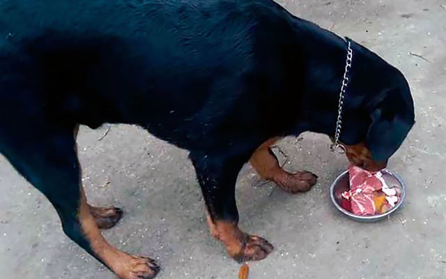 Ротвейлер: описание и характеристика породы