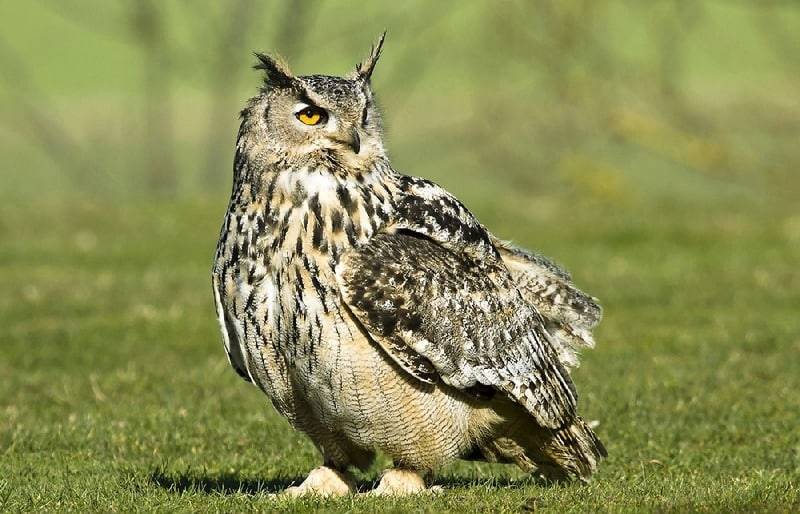 Птица филин - описание, красная книга