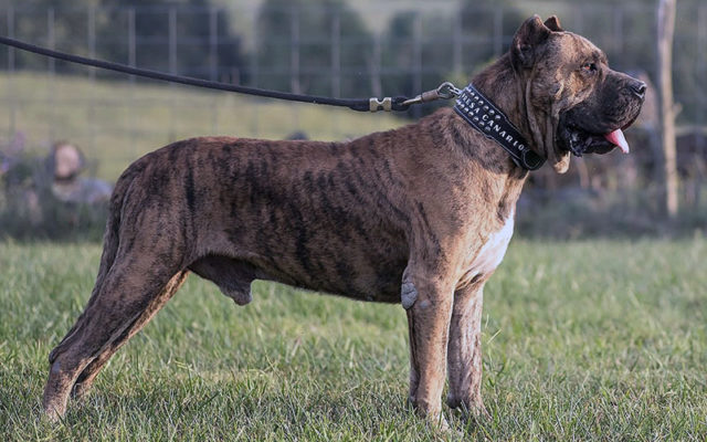 Канарский дог (перро де преса канарио) — описание породы собак, особенности