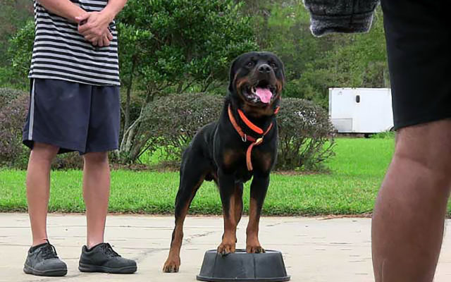 Ротвейлер: описание и характеристика породы