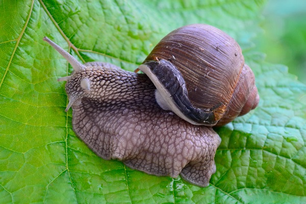 Виноградная