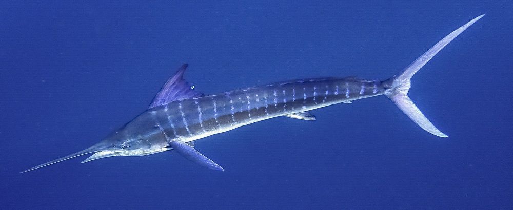 Полосатый марлин