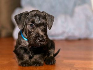 Щенок чешского терьера Фото