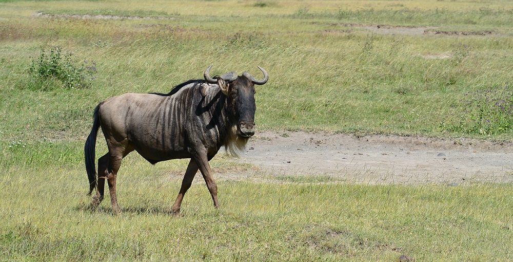Антилопа гну