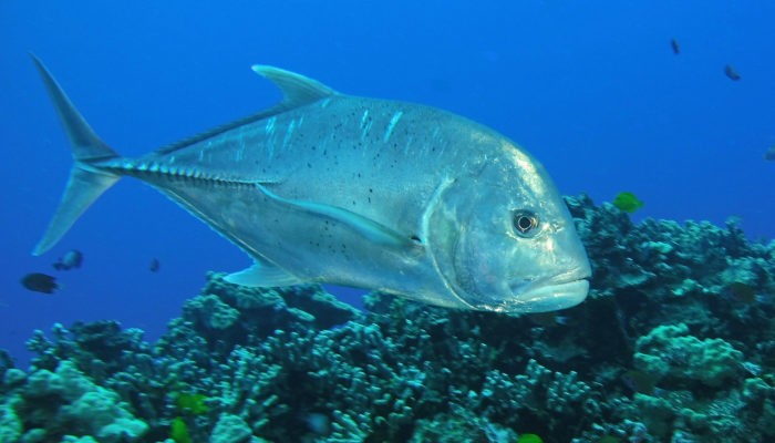 Островной каранкс