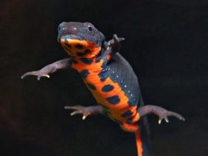 Тритон аквариумный: содержание в аквариуме с рыбками