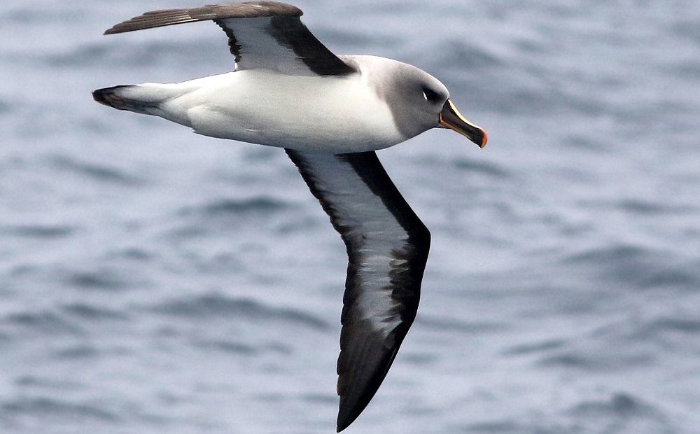 Сероголовый альбатрос