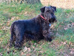 Черный чешский терьер Фото