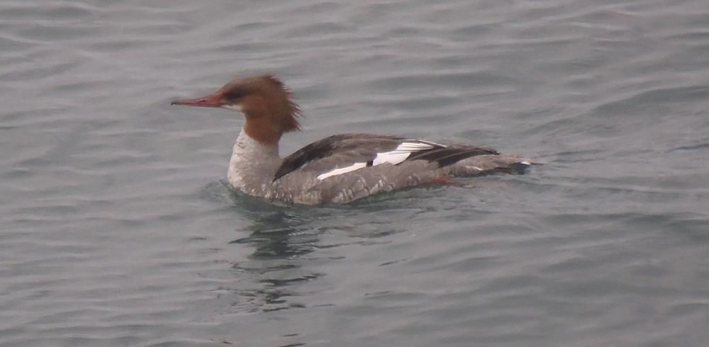 Промежуточное покрытие