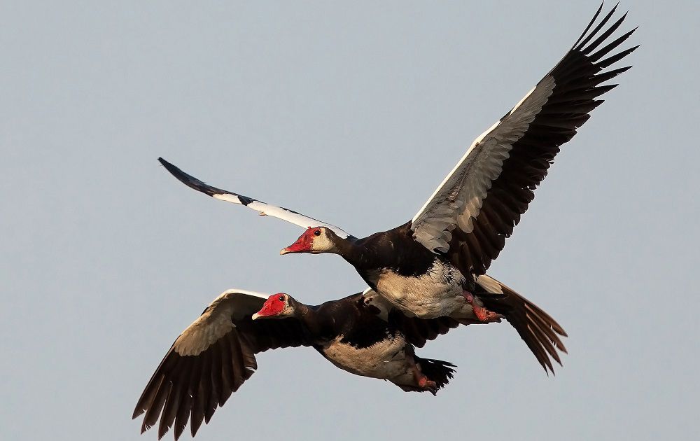 Пришпоренный гусь