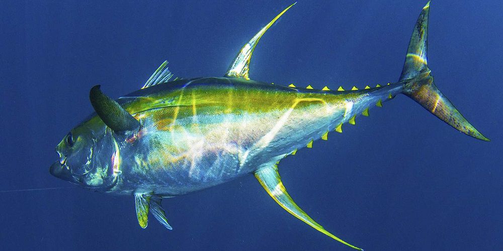 Желтоперый тунец