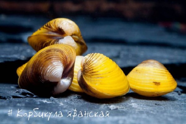 Корбикула яванская