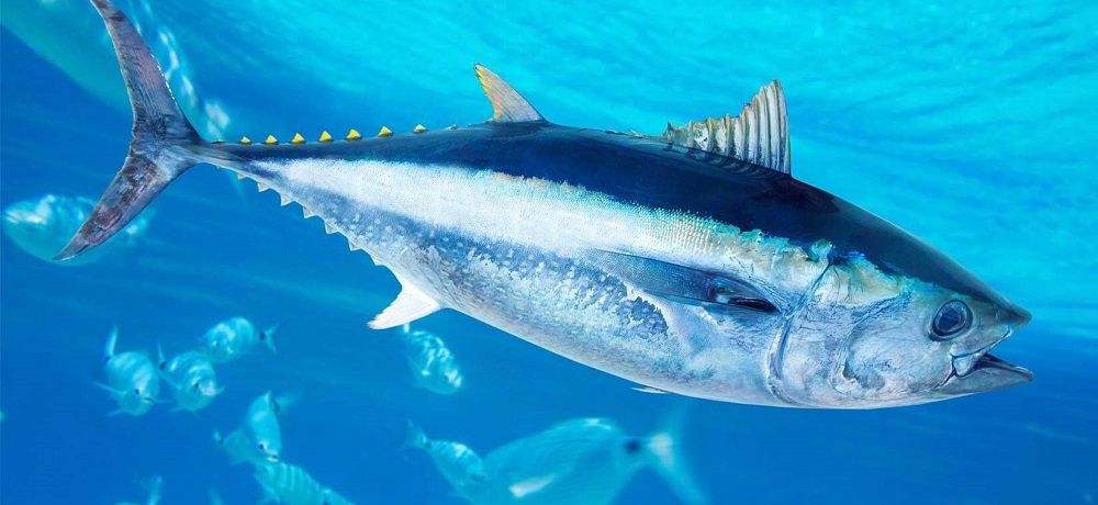 Атлантический голубой тунец
