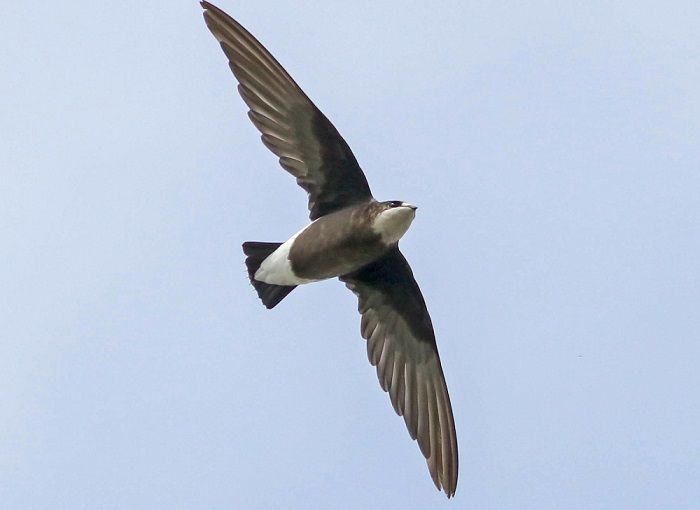 Шилохвостый стриж