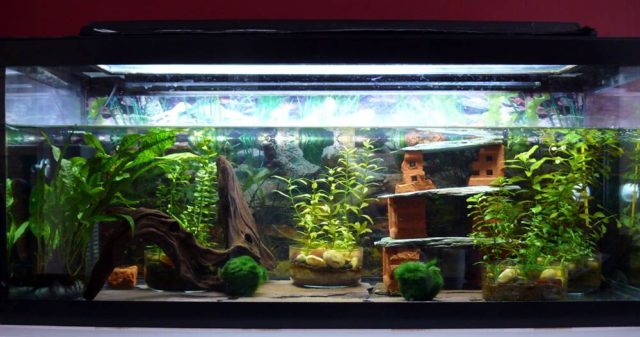 Тритон аквариумный: содержание в аквариуме с рыбками