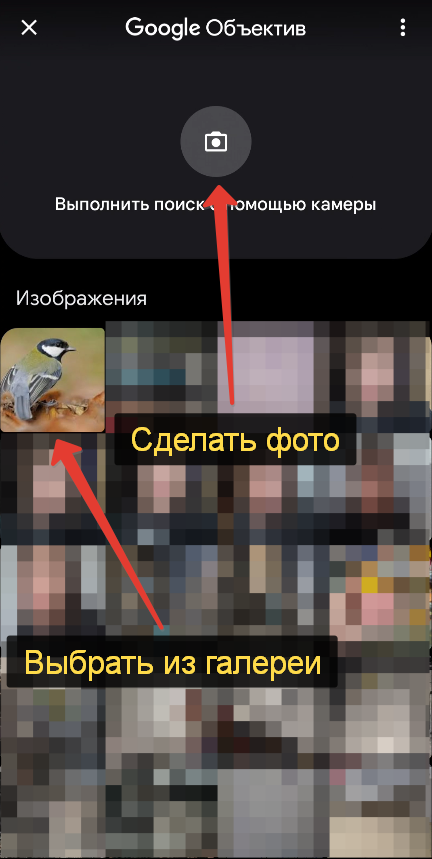 Определить птицу по фото онлайн