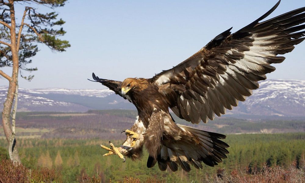 Золотой орел