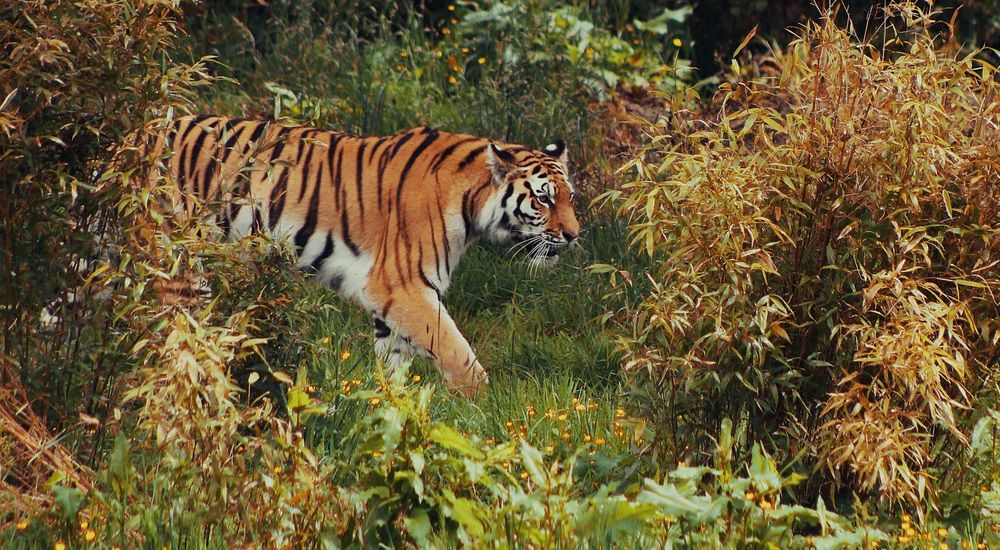 Амурский тигр