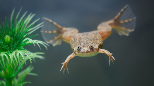 8949c4322ef3ca8b53dfd1f1a4f2b4c2 Шпорцевая лягушка: содержание и уход, размножение, виды (альбинос, гладкая), кормление, определение пола, совместимость