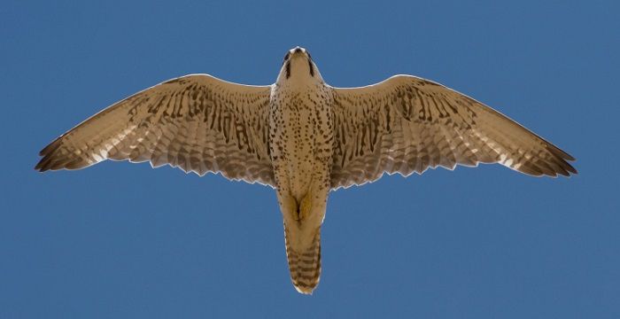 Имеет значение сокол